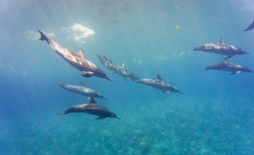 christmas island photo tour example 7